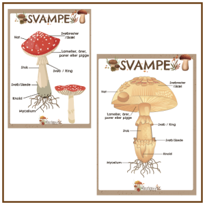 Svampens Livscyklus - Plakat