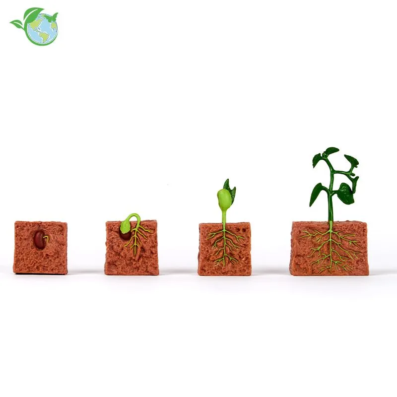 Livscyklus: Fra frø til plante - Bønneplante - 4 dele - Billede 3