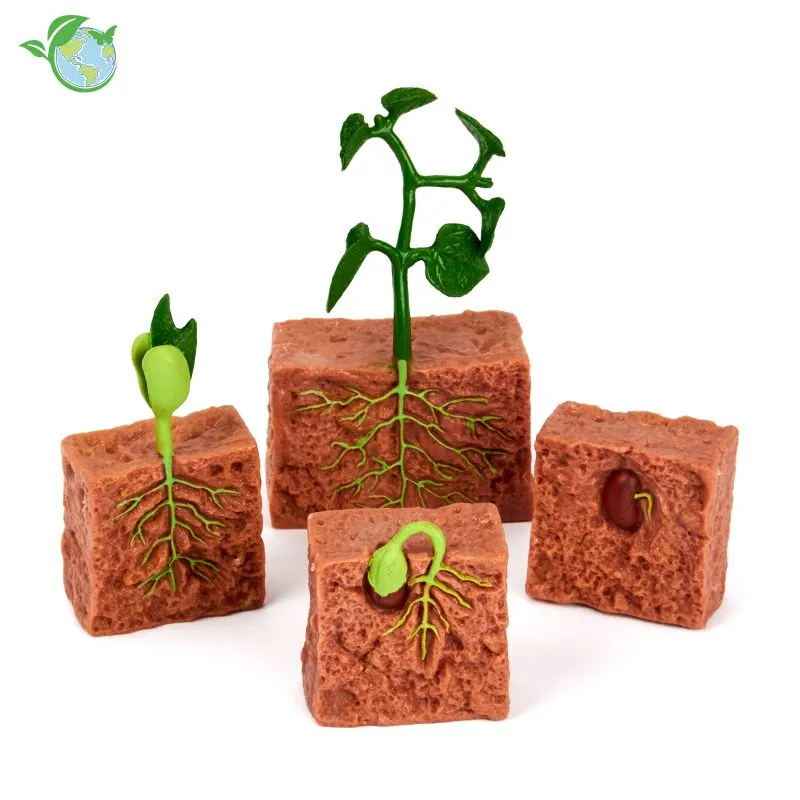 Livscyklus: Fra frø til plante - Bønneplante - 4 dele - Billede 2