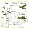 finurlige insekter og smådyr - Græshoppen