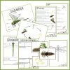 finurlige insekter og smådyr - Guldsmeden