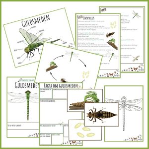 finurlige insekter og smådyr - Guldsmeden