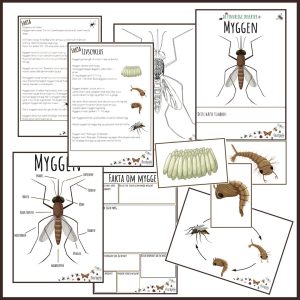 finurlige insekter og smådyr - Myggen