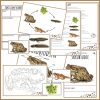 finurlige insekter og smådyr - Skrubtudsen
