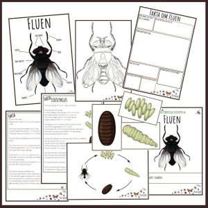 finurlige insekter og smådyr - Fluen