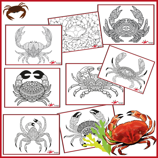 Krabber - Emnepakke - Billede 5
